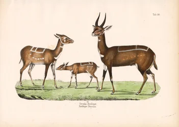 Bushbuck con joven