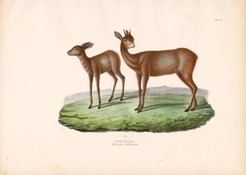 Grysbok del Cabo