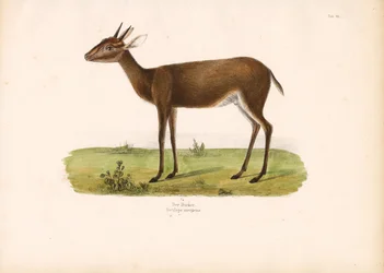 Duiker común en la sabana
