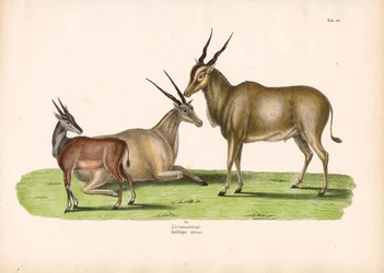 Eland común