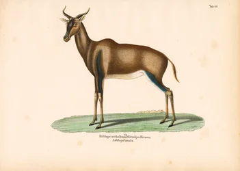 Antílope de cuernos crecientes o Topi