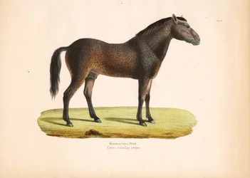 Caballo de pelo rizado