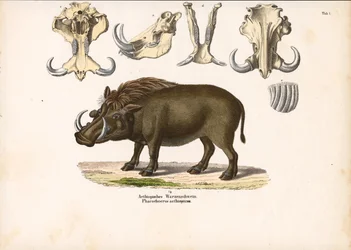Warthog etíope con anatomía craneal