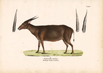Antílope de cuernos planos