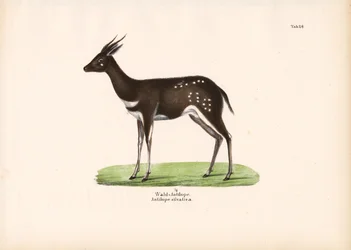 Antílope forestal