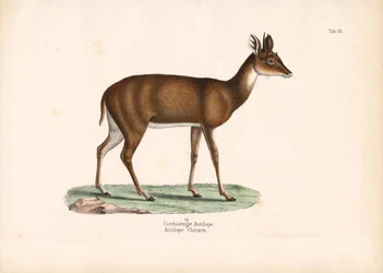 Antílope de cuatro cuernos