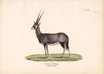 Gemsbok u Oryx sudafricano
