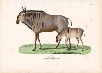Hartebeest con ternero