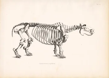 Anatomía esquelética del hipopótamo