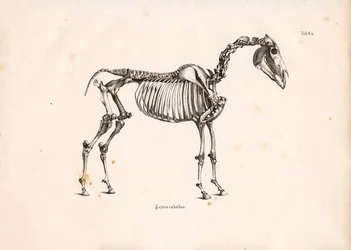 Esqueleto de caballo