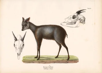 Impala con representaciones de calaveras