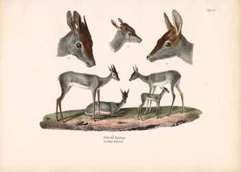 Klipspringer con estudios de retratos