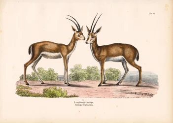 Antílope de cuernos largos en paisaje de sabana