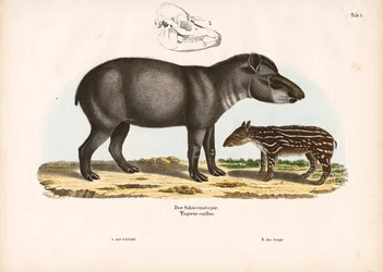 Tapir de llanura con joven