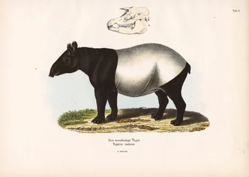 Tapir malayo