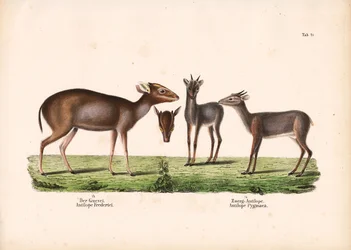 Duiker de Maxwell y antílope real