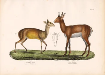 Antílope de Natal y antílope de montaña