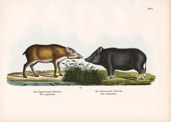 Cerdo papú y cerdo siamés