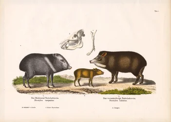 Pecaríes con crías y anatomía craneal
