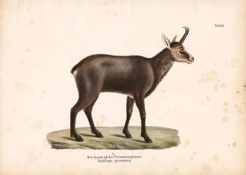 Rebeco de los Pirineos o Isard