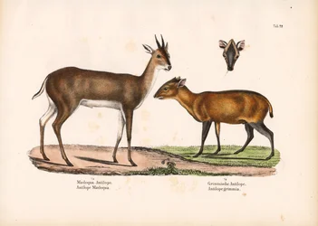 Buceador de sal gruesa y común