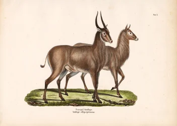 Antílope senegalés