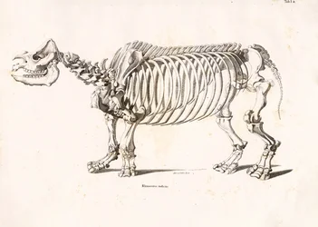 Esqueleto del rinoceronte indio