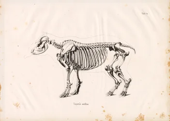 Esqueleto del tapir de llanura