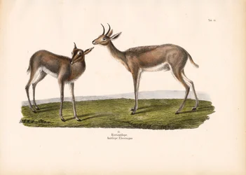 Carricero común