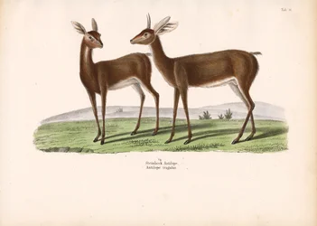 Capricornio