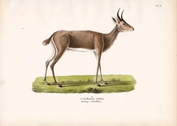 Capricornio