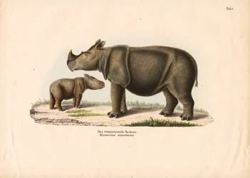 Rinoceronte de Sumatra con cría