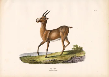 El antílope saiga
