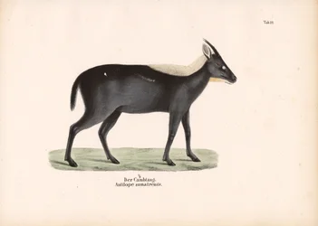 El serow de Sumatra