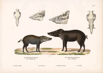Cerdo de Timor y cerdo de Célebes con vistas al cráneo