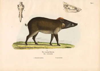 Warthog