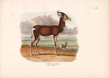 Antílope de círculo blanco
