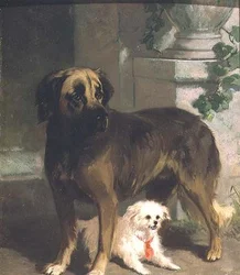 Un mastín y un bichón
