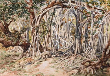 Estudio del árbol Baka Delo, Anie Bay, Nananu, Fiyi