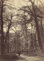 Escena del bosque