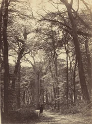 Escena de bosque,c. 1865 (foto)