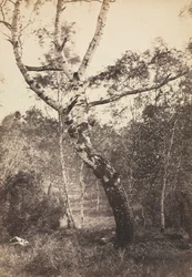 Estudio de un abedul, Barbizon, 1860s-1870s