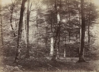 Untitled (The Forest of Fontainbleau)