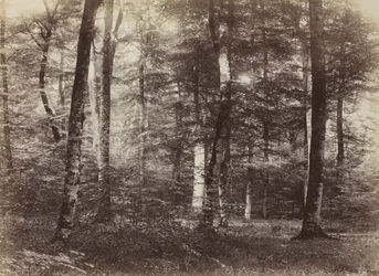 Sin título El Bosque de Fontainbleau, c. 1874