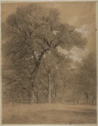 La linde de un bosque
