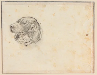 Cabeza de perro
