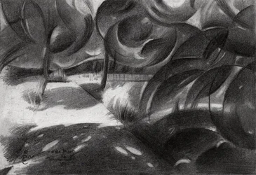 Luz tamizada del bosque
