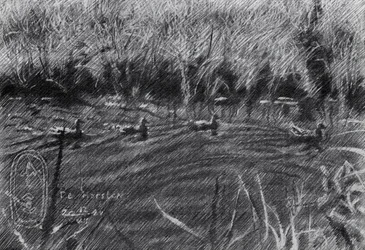 Patos entre los juncos