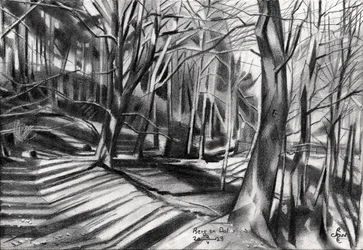 Sombras en el sendero del bosque