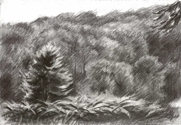 Dibujo de un bosque de pinos